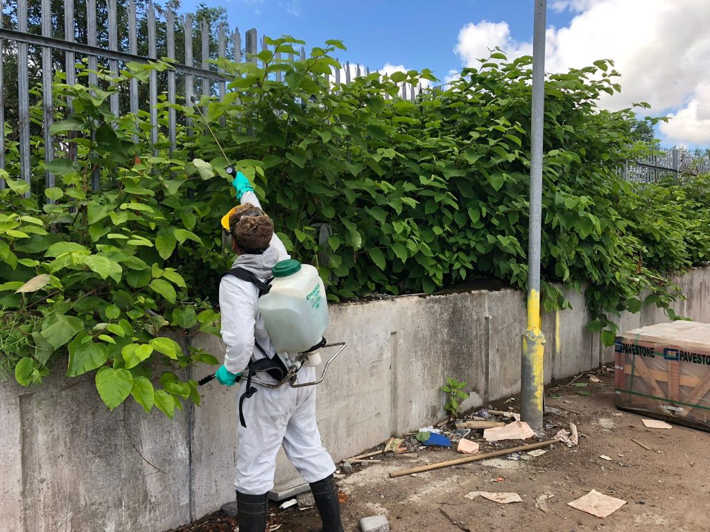 Male wearing a white boiler suit spraying solution to remove Japanese Knotweed