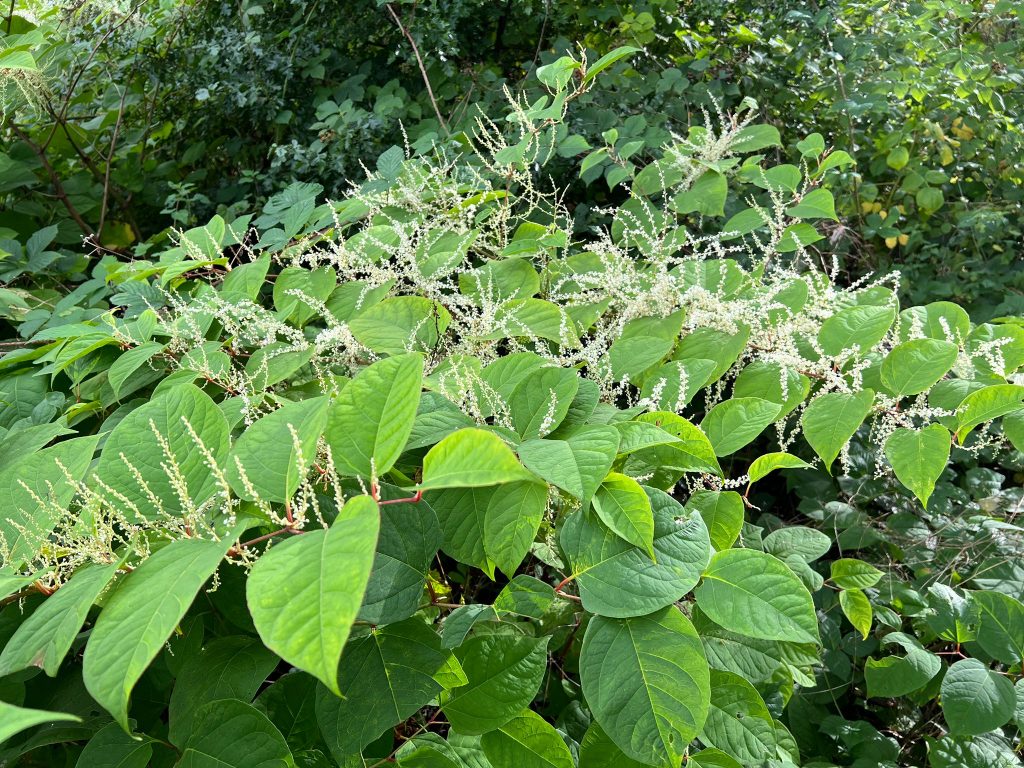 Creamy white flowers and arrow-shaped leaves of Japanese Knotweed