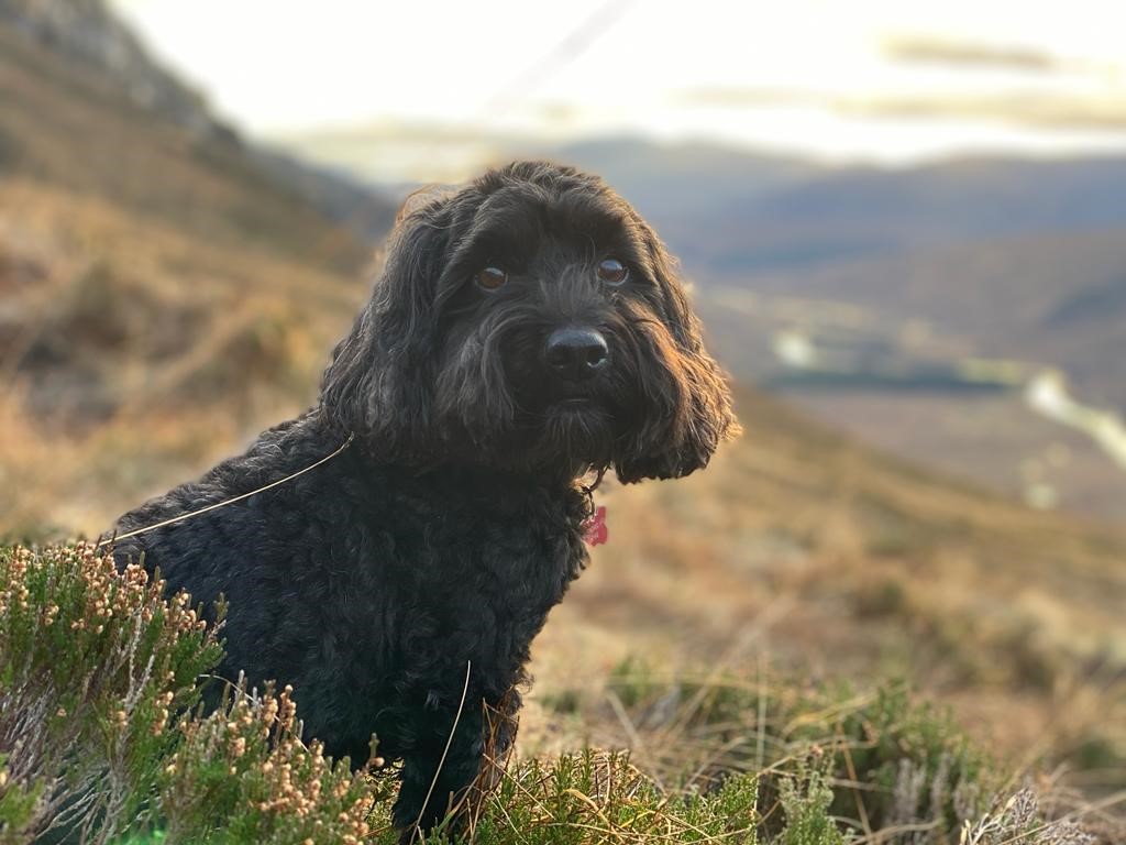 Black dog sitting in a field with Highland scenery in the background of the shot