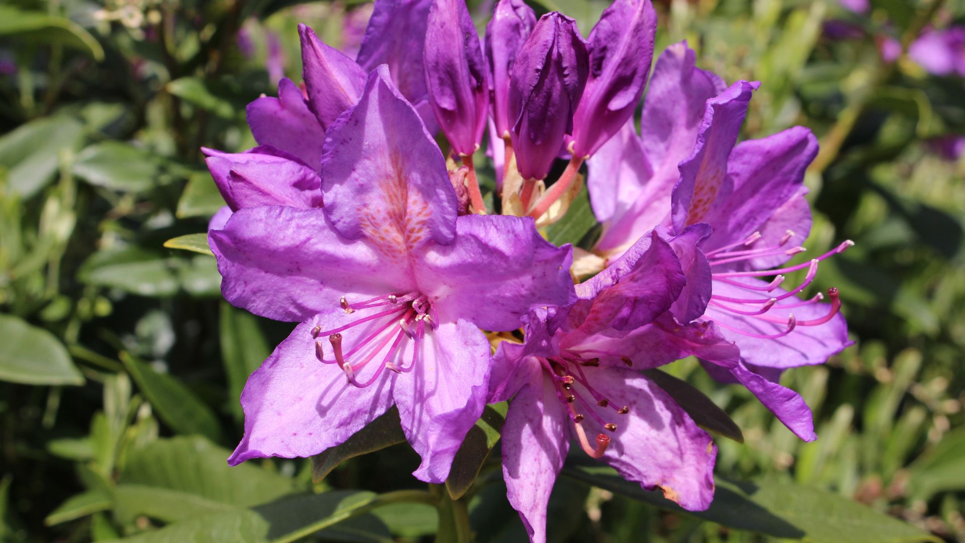 Purple flower of Rhododendron Ponticum invasive weed