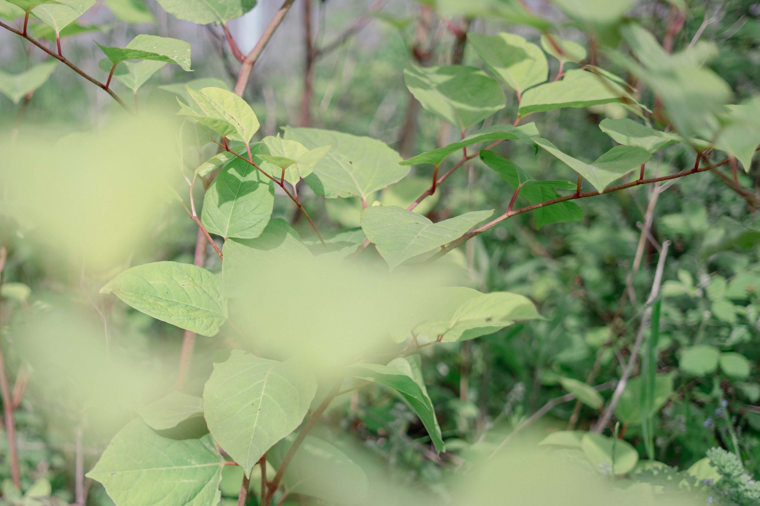 Green leaves and red stems of Japanese Knotweed invasive plant