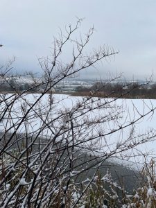 Japanese Knotweed in snow