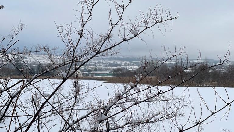 Japanese Knotweed in winter