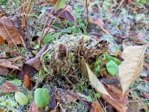 Japanese Knotweed crown in winter