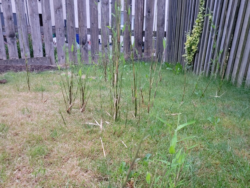 Bamboo in grass within a domestic property