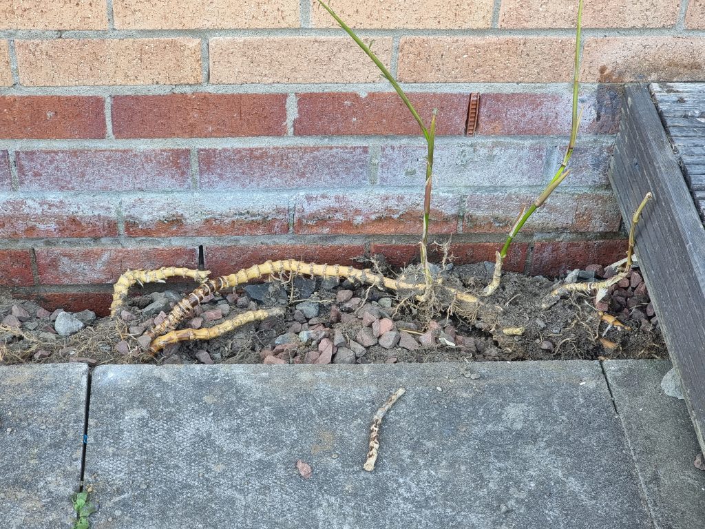 Bamboo roots near property