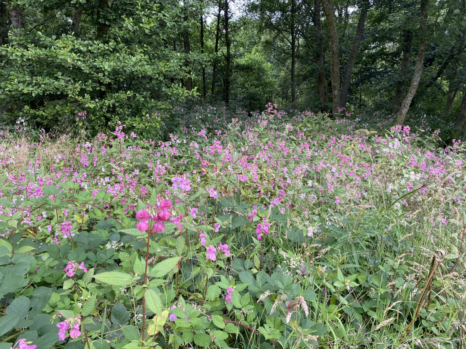 Himalayan Balsam pink flowers