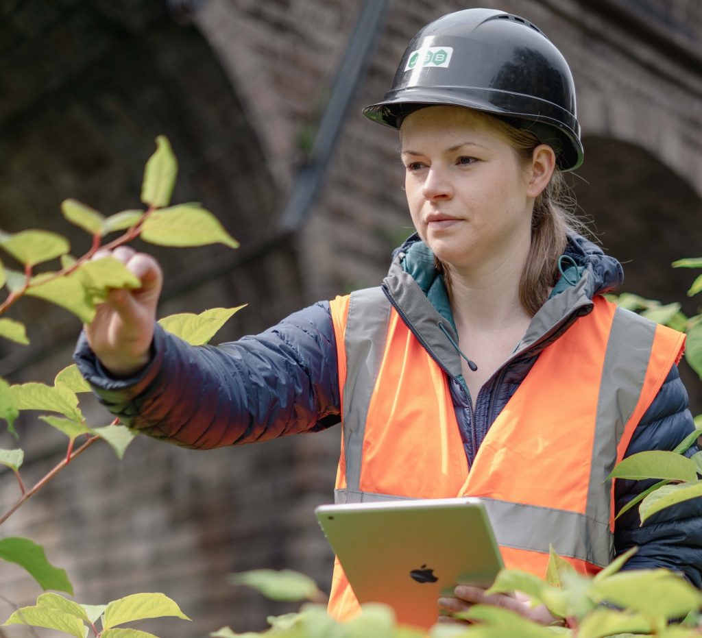 Female wearing a hig-vis orange vest and a hard hat inspecting an infestation of Japanese Knotweed holding an iPad