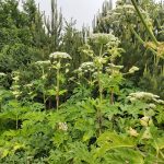 Giant Hogweed flower