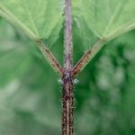 Giant hogweed stem