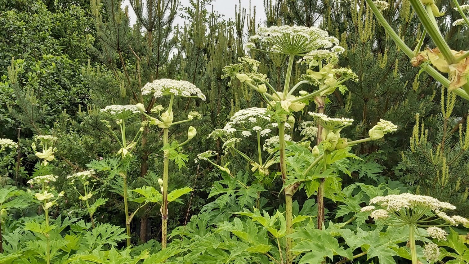 Giant Hogweed plants