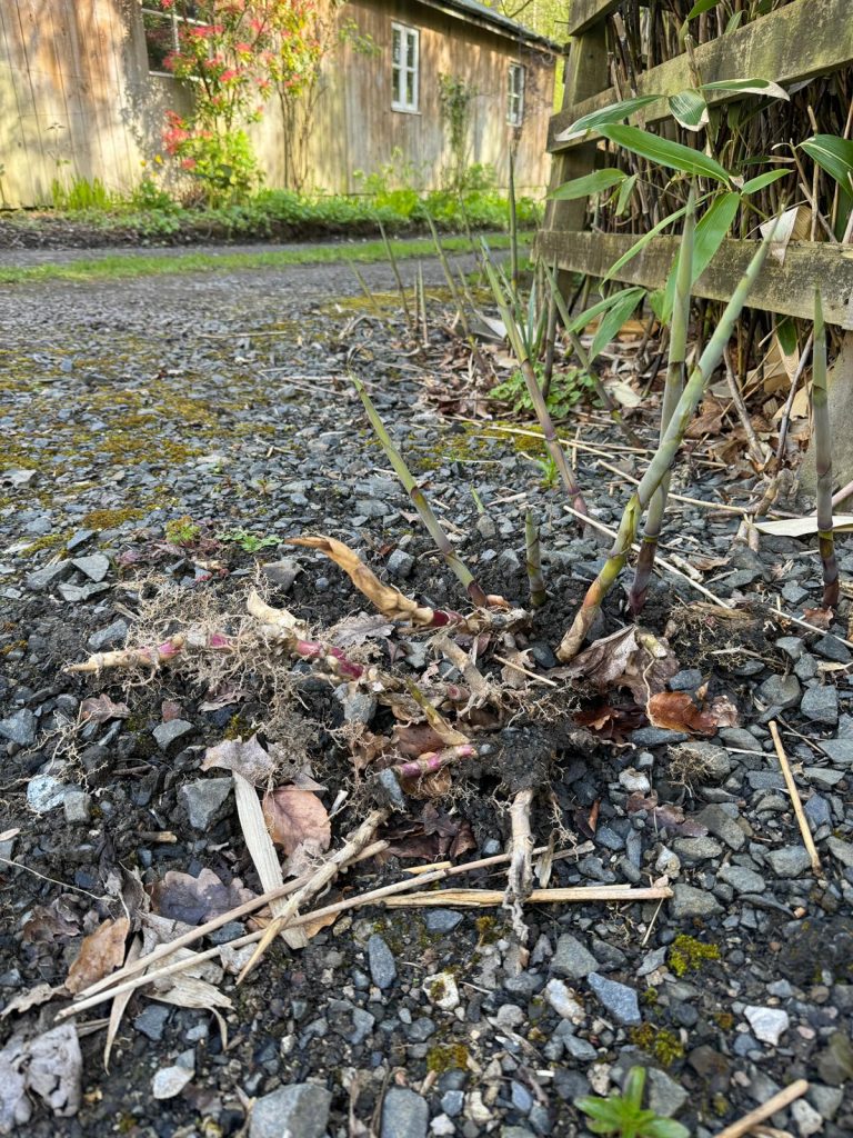 Bamboo growing through road surface