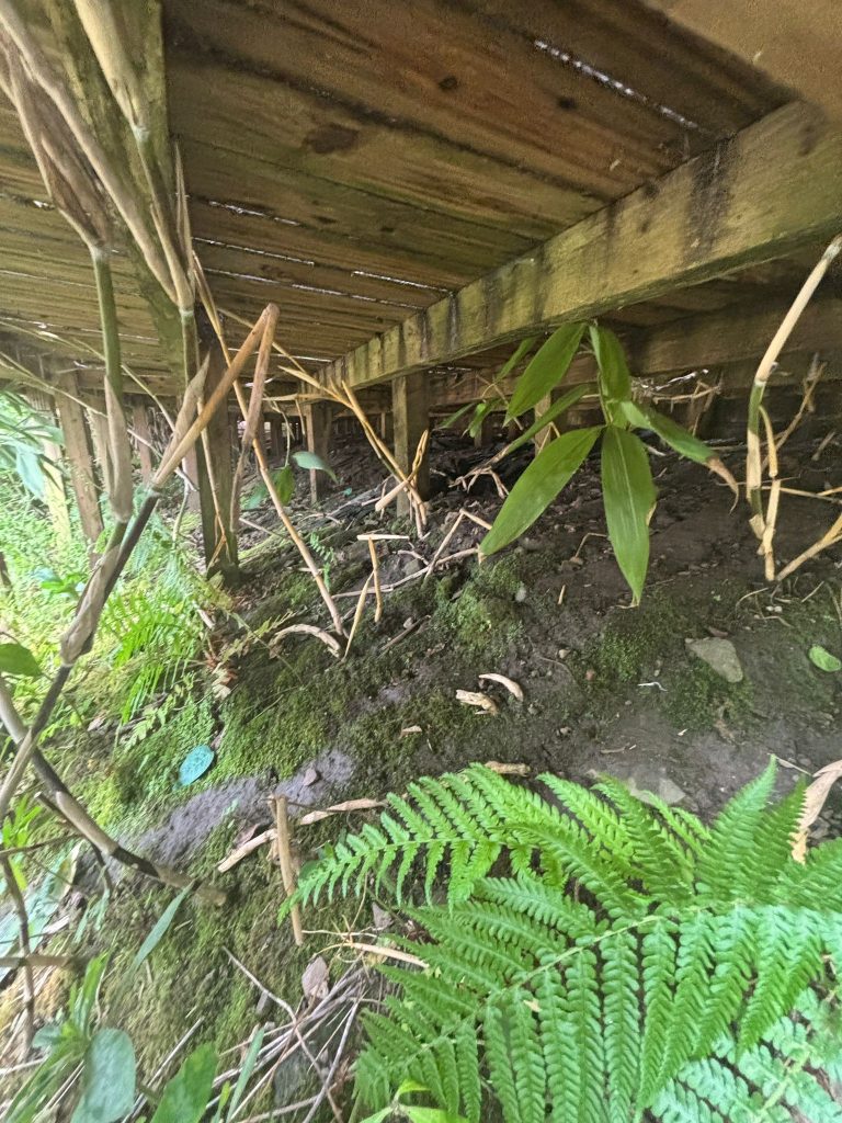 Bamboo growing under decking