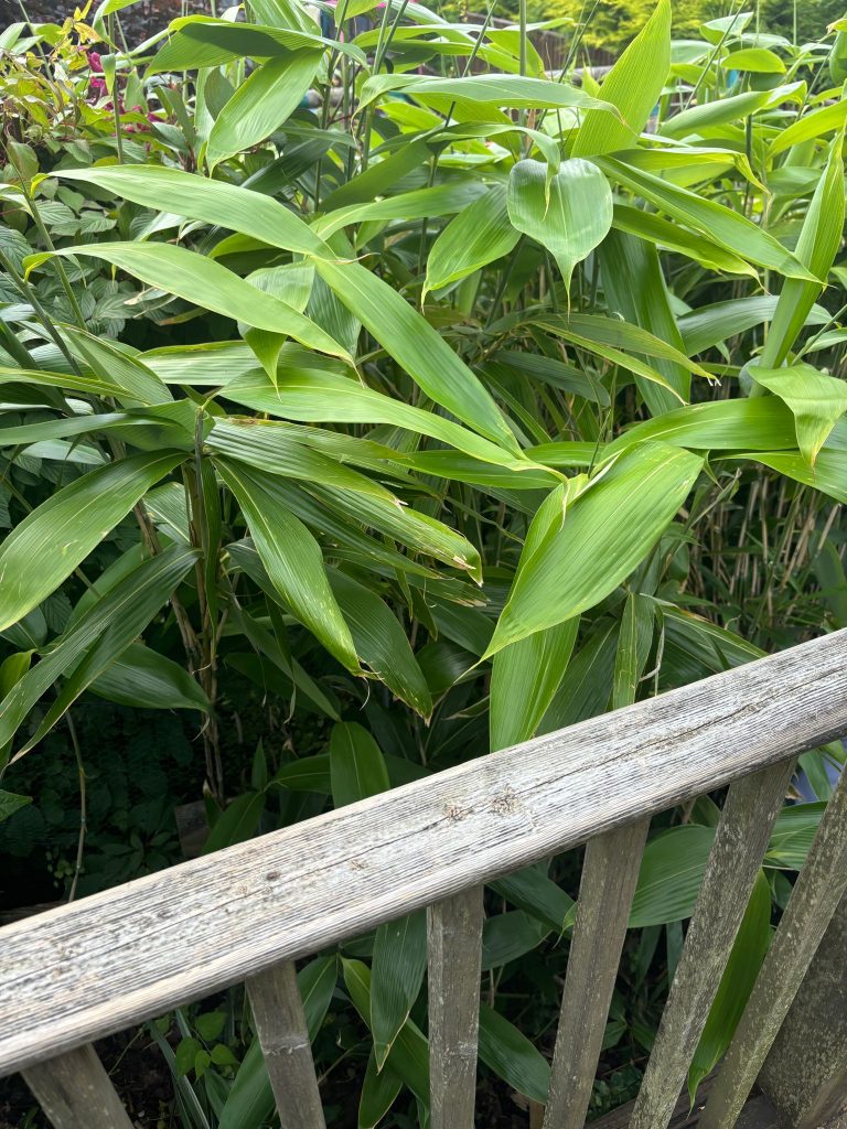 Bamboo growing around decking