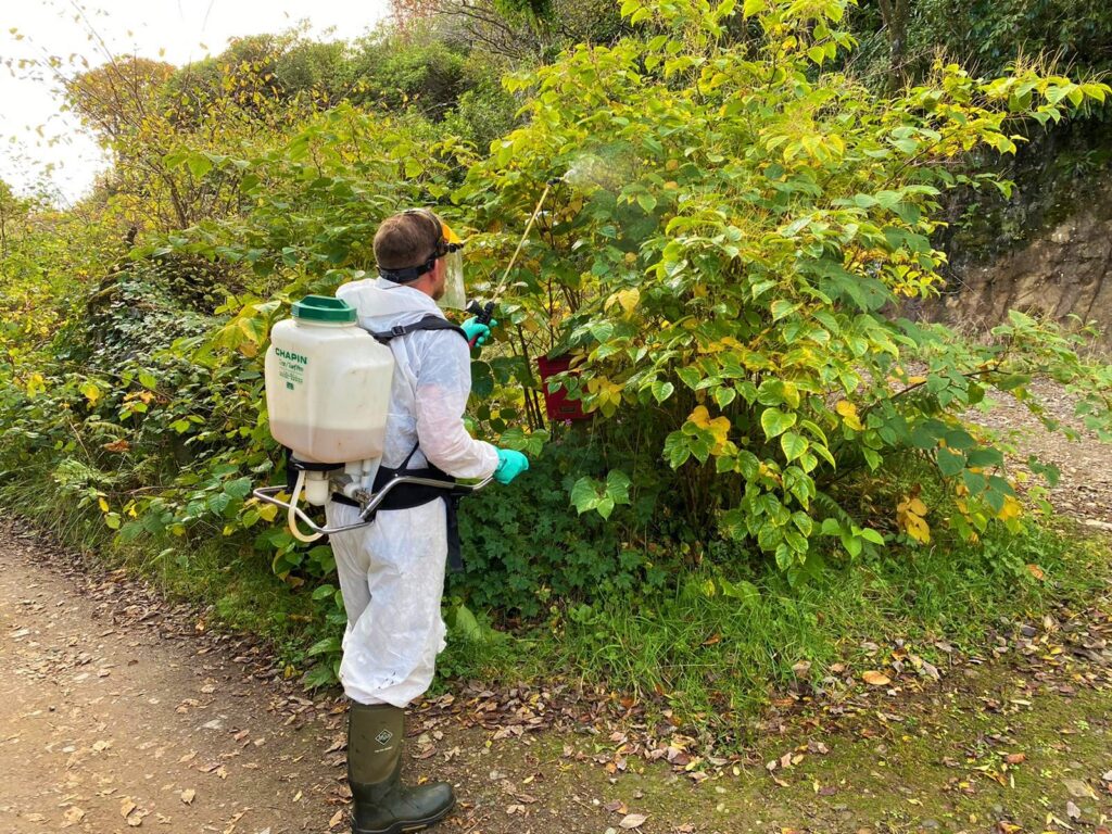 Man with chemical spray treating Japanese Knotweed