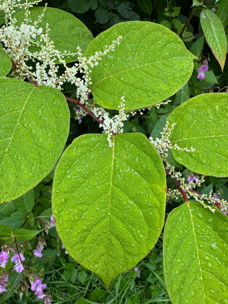 Japanese Knotweed Plant