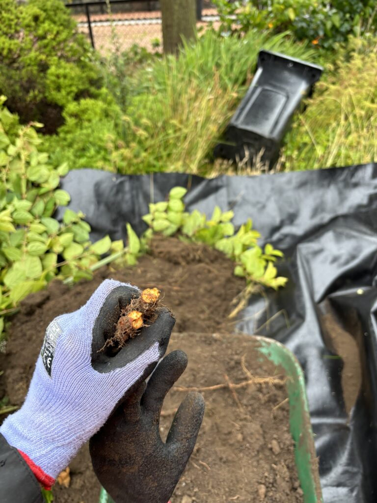 Japanese Knotweed Rhizome (roots)