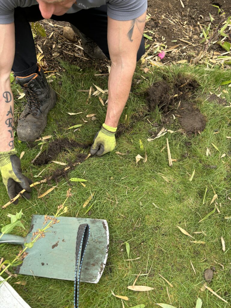 JBB "Chasing" Bamboo Rhizome (roots) Through Lawn