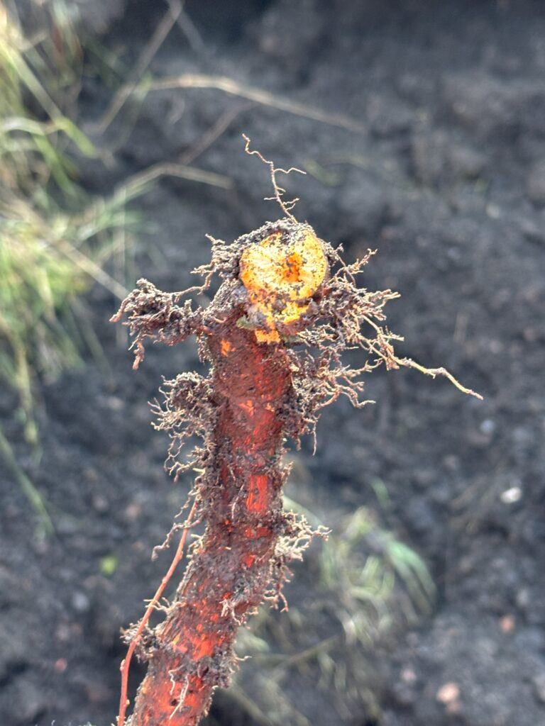 Japanese Knotweed Rhizome (root)