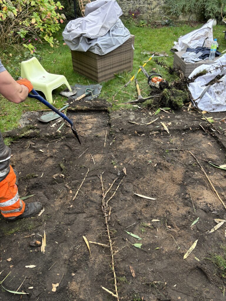 Bamboo Excavation showing Rhizomes (roots)