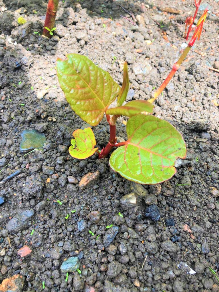 Japanese Knotweed Shoot