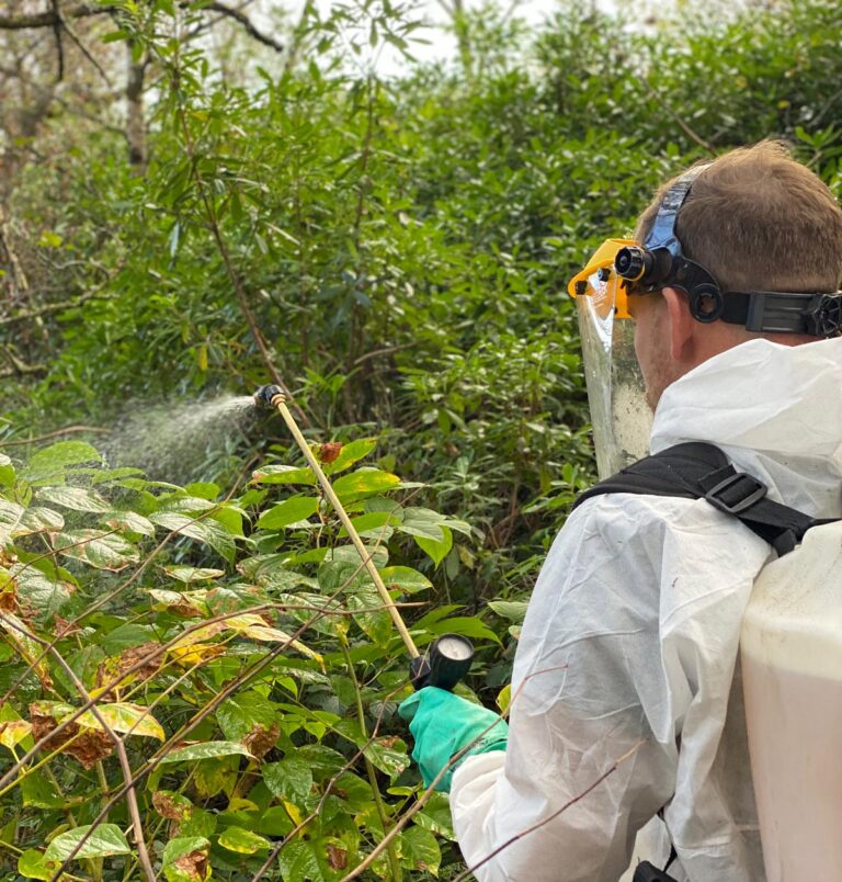 JBB treating Japanese Knotweed with herbicidal spray