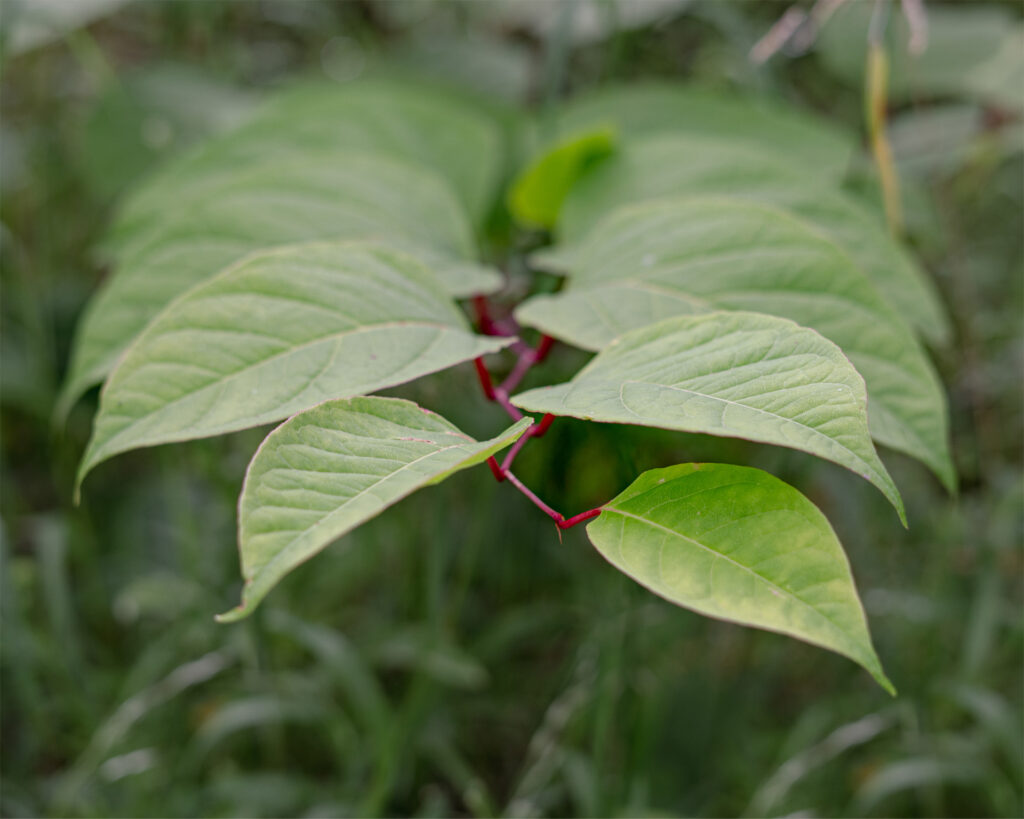 Close-up of Japanese Knotweed leaves showing the distinctive zig-zag stem formation – photo taken prior to treatment by JBB Knotweed Solutions Ltd
