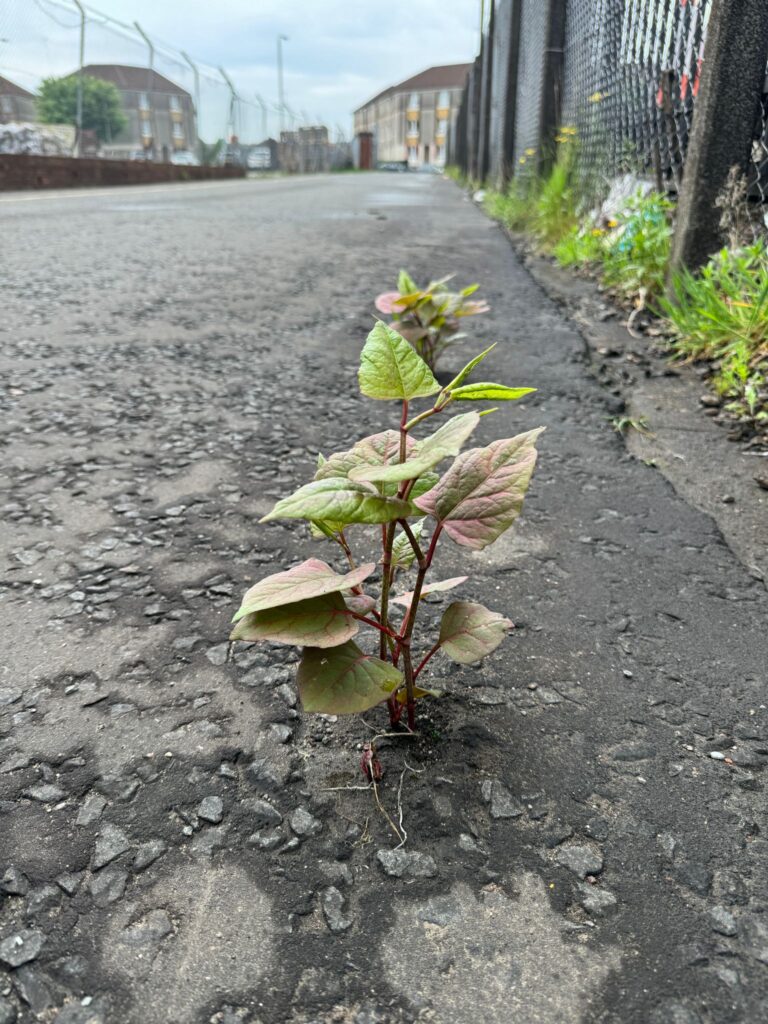 Japanese Knotweed shoots breaking through a tarmac surface, showing the plant’s strength and persistence.