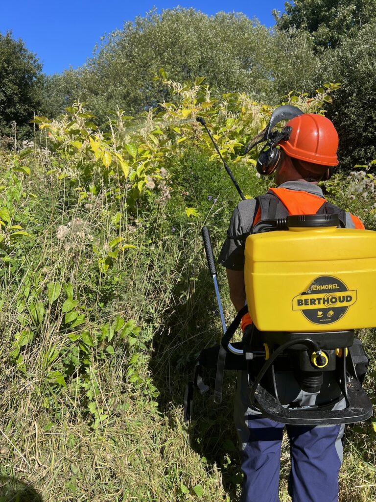 Operative applying herbicide spray directly onto Japanese Knotweed plants during treatment.