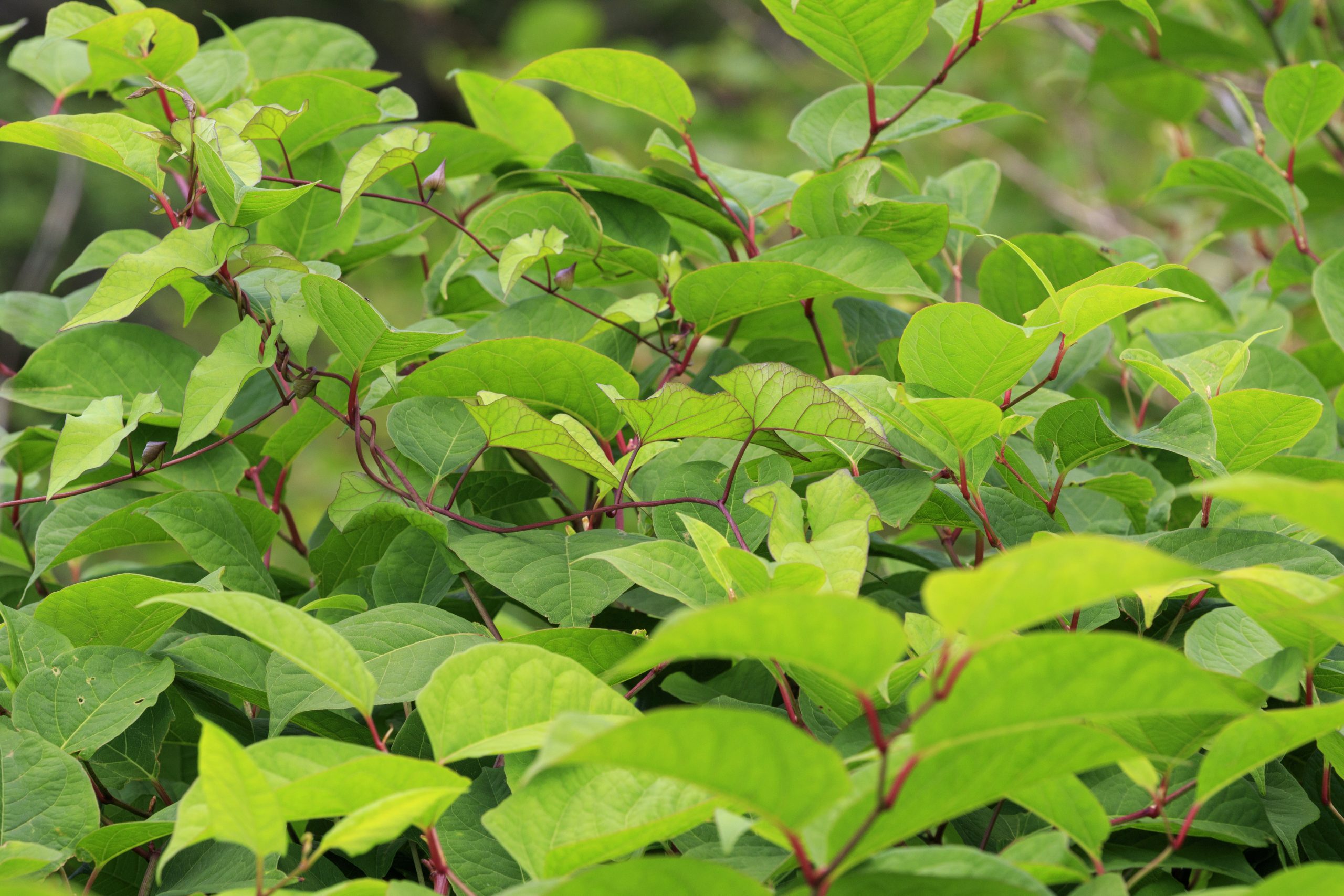 Dense mass of bright green Japanese Knotweed leaves with dark red stems