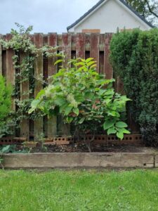 Japanese Knotweed growing along a residential boundary fence in Edinburgh, creating property risk.