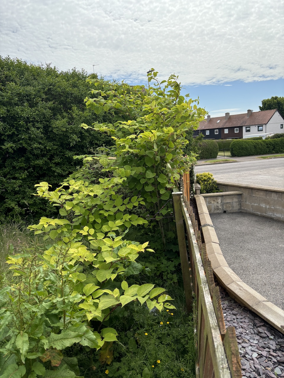 Japanese Knotweed being excavated in a residential garden, with dense stems and leaves growing close to a wooden fence in Aberdeen.
