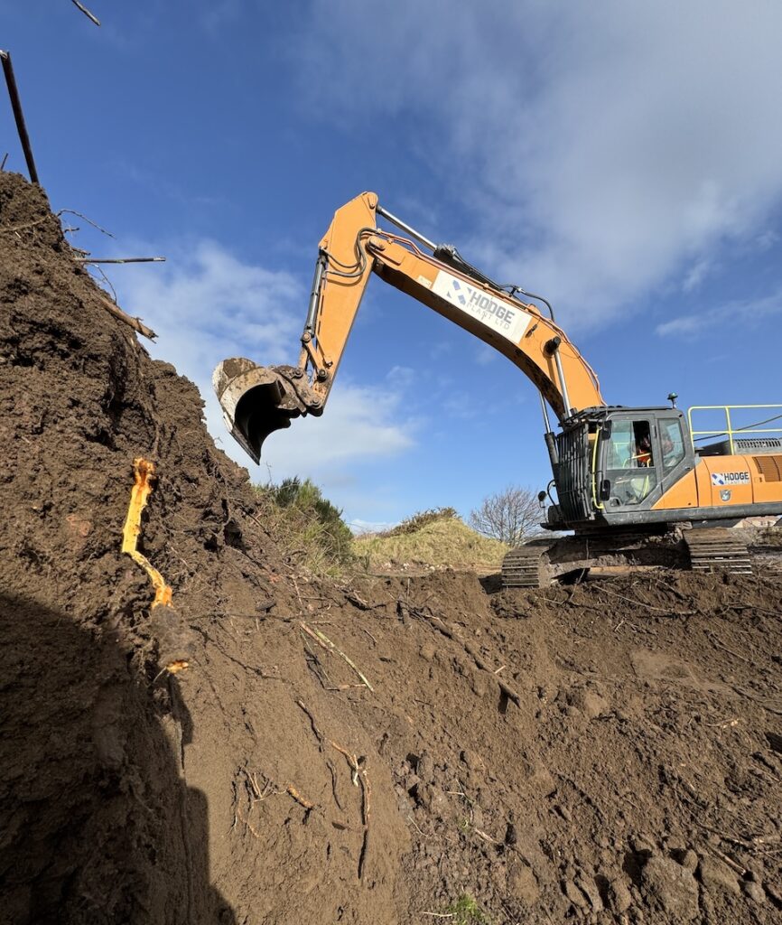 Excavated Japanese Knotweed rhizomes exposed during commercial excavation works in Ardrossan.