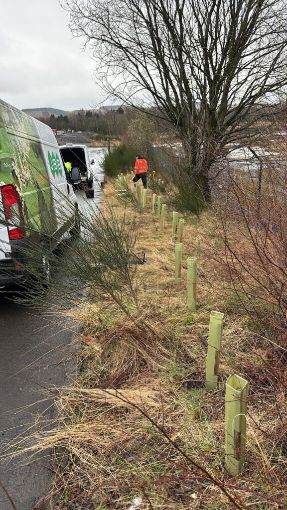 JBB Knotweed Solutions team planting young tree saplings near a roadside as part of site restoration works