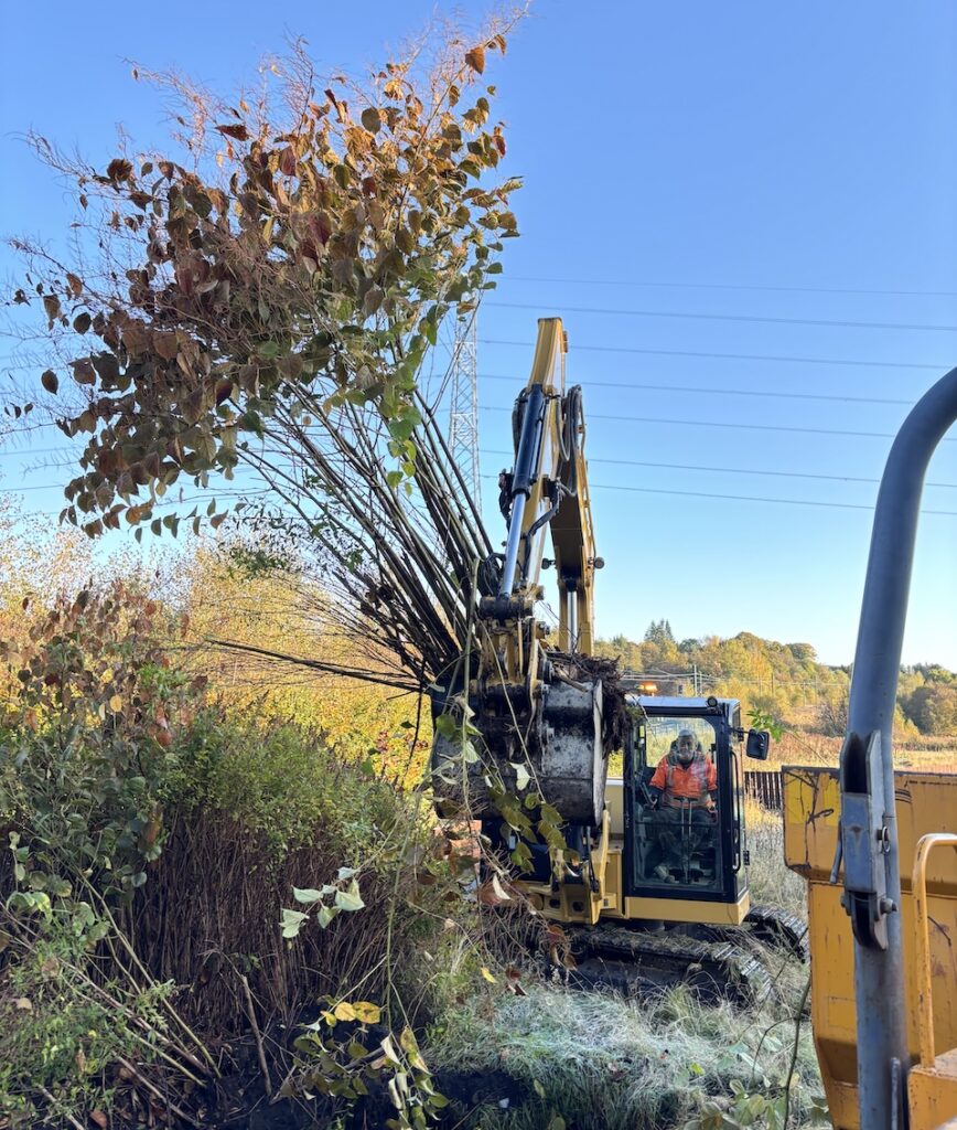 Excavation of Japanese Knotweed on a commercial site in a field, with machinery operating close to overhead electrical pylons.