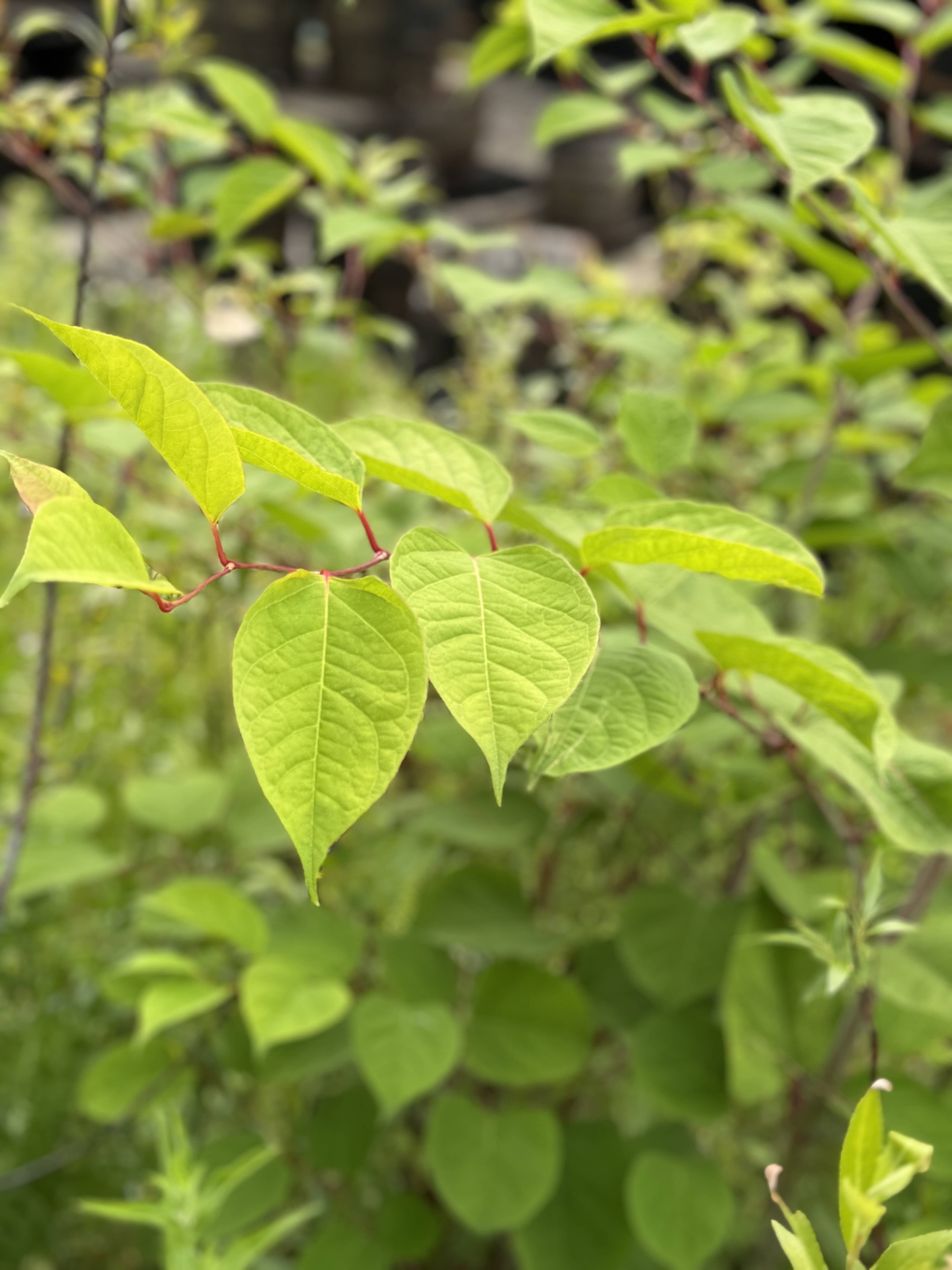 Japanese Knotweed (Fallopia japonica) with bright green, shield-shaped leaves on red-speckled hollow stems in a natural setting.