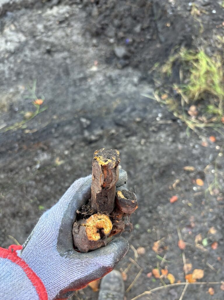 JBB Knotweed Solutions operative holding a thick Japanese Knotweed rhizome during excavation works.