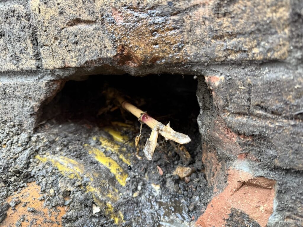 Bamboo rhizomes penetrating the exterior wall of a house in Bathgate, East Lothian, showing the structural risks of invasive growth.
