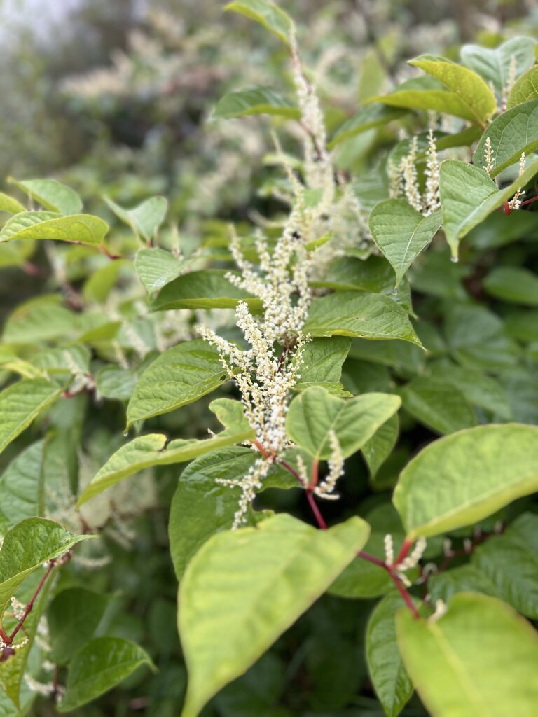Japanese Knotweed in summer with bright green leaves and clusters of creamy white flowers in full bloom.