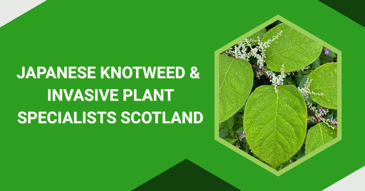 JBB Knotweed Solutions Ltd logo