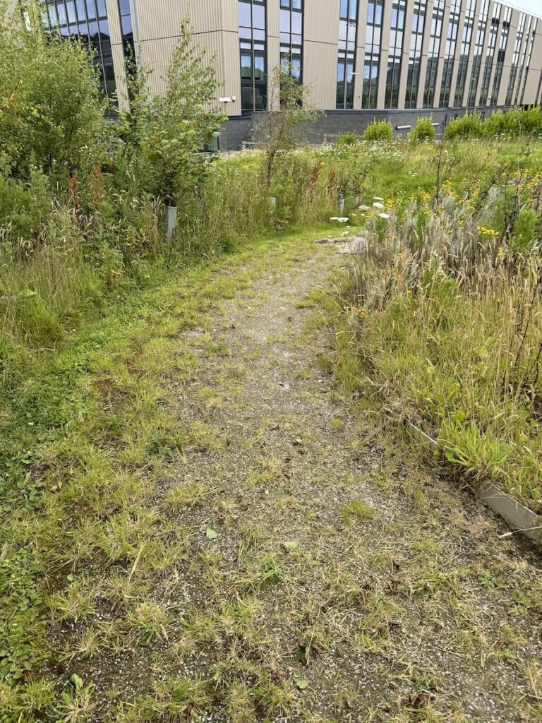 Overgrown commercial pathway covered in weeds before repair and reinstatement work.