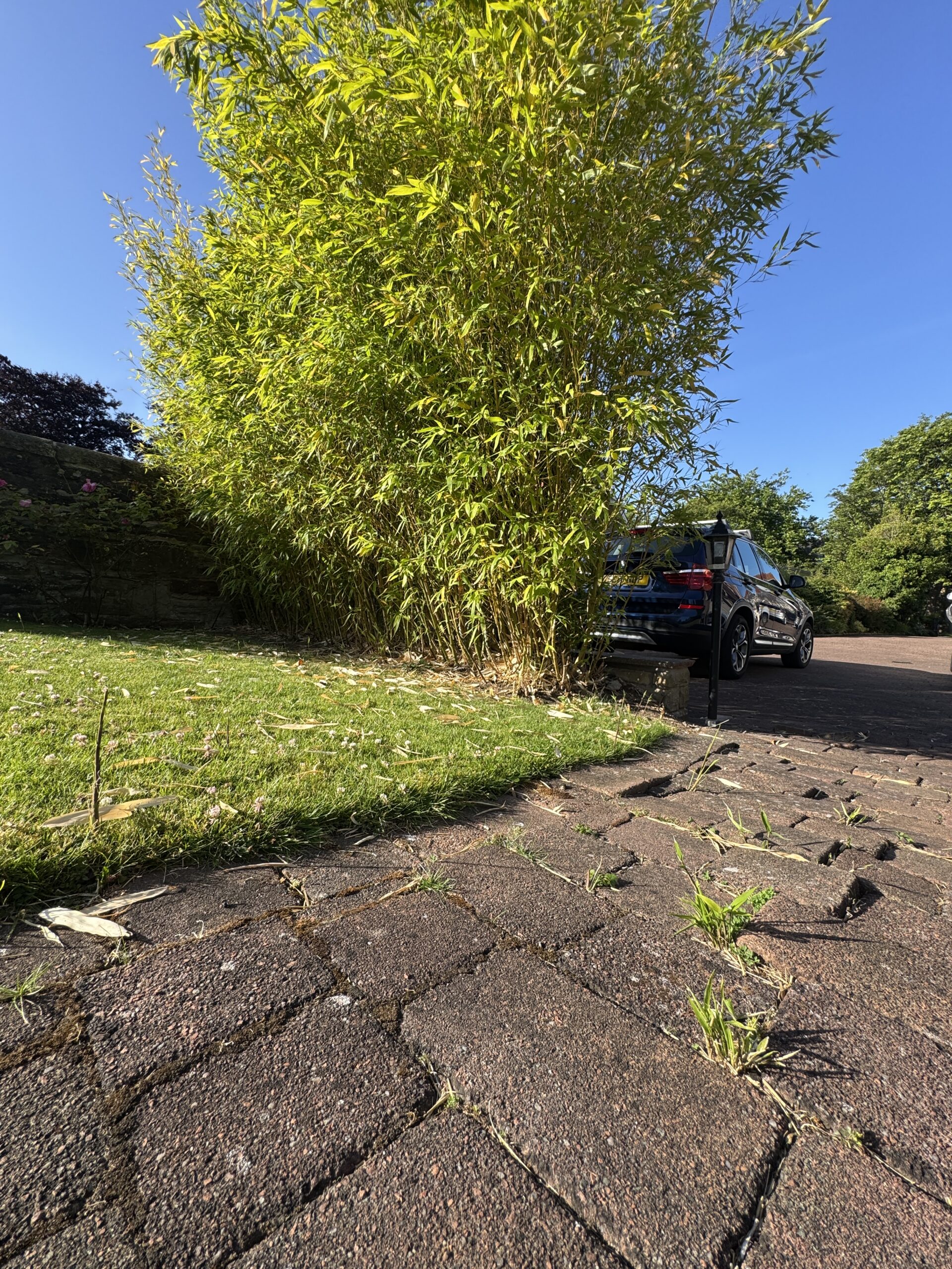 Running bamboo spreading through a garden with new shoots emerging away from the main plant. This demonstrates how invasive bamboo can spread via underground rhizomes and become difficult to control without professional treatment.
