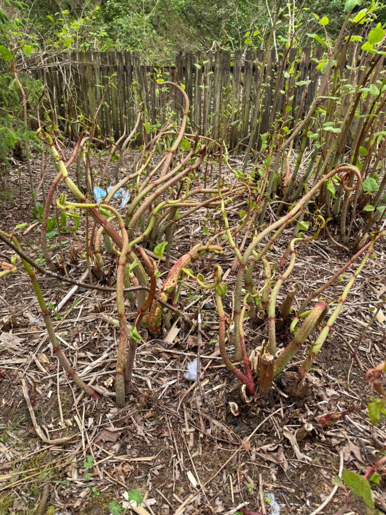 Japanese Knotweed showing severely stunted growth following inappropriate herbicide treatment