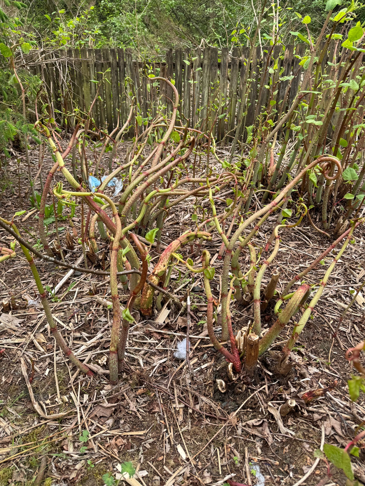Japanese Knotweed showing severely stunted growth following inappropriate herbicide treatment