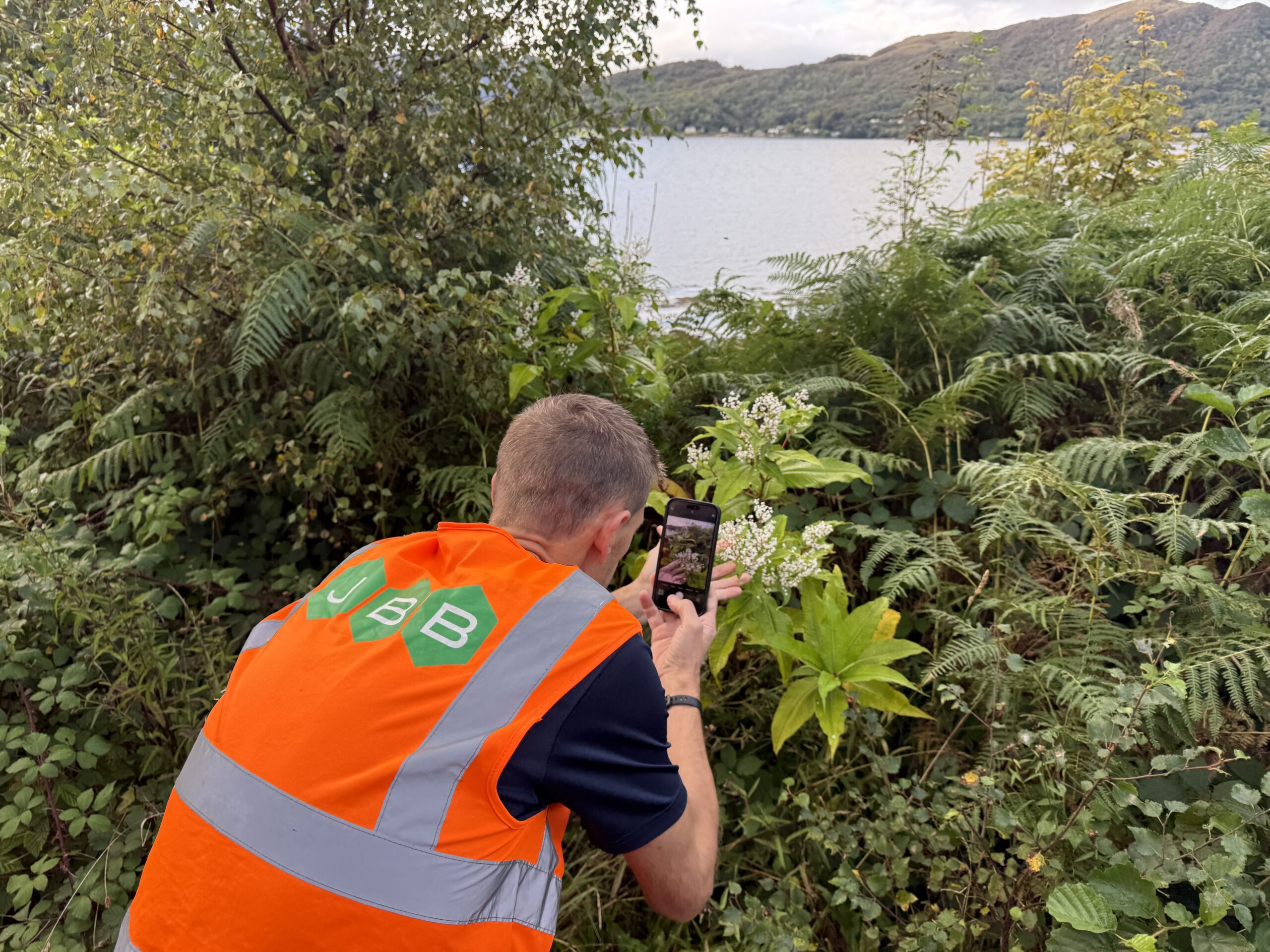 Himalayan Knotweed photographed during a professional invasive weed survey.