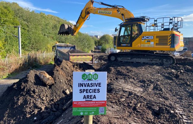 Removing Japanese Knotweed | Excavation & Offsite Disposal | JBB Knotweed Solutions