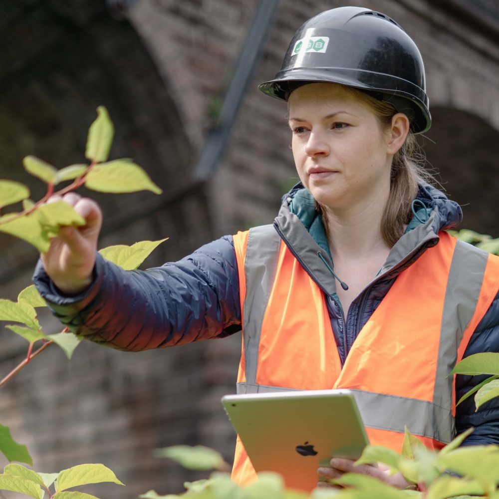 Female wearing a hig-vis orange vest and a hard hat inspecting an infestation of Japanese Knotweed holding an iPad