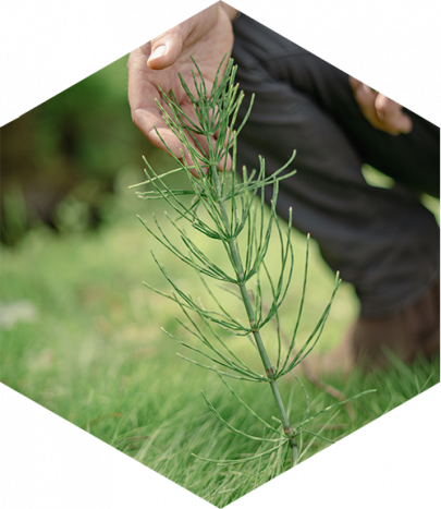 Horsetail Scotland