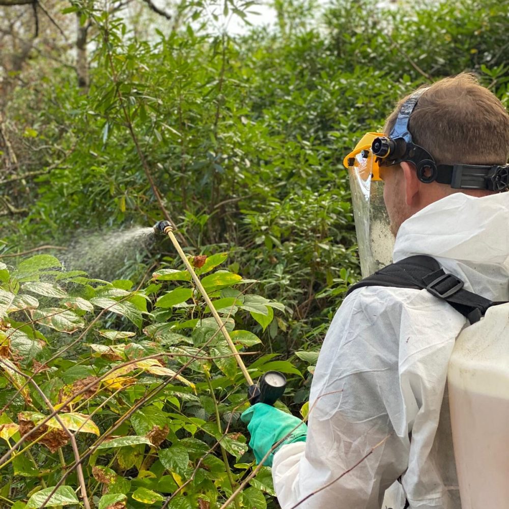 JBB treating Japanese Knotweed with herbicidal spray