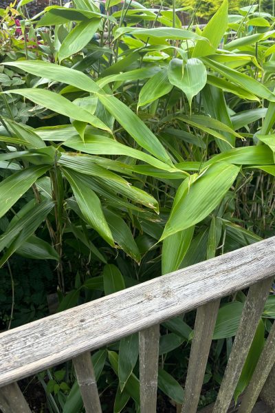 Bamboo growing around decking